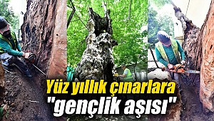Yüz yıllık çınarlara "gençlik aşısı"