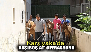 Karşıyaka’da ‘başıboş at’ operasyonu