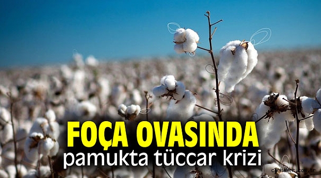 Foça Ovasında pamukta tüccar krizi