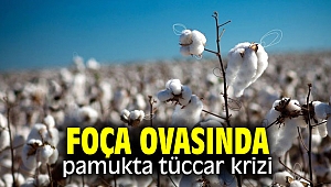 Foça Ovasında pamukta tüccar krizi