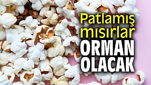 Patlamış mısırlar orman olacak