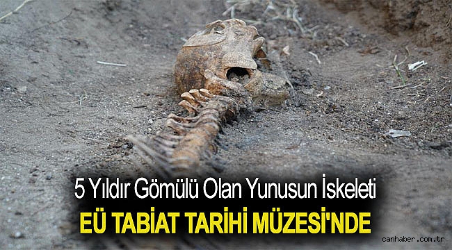 5 yıldır gömülü olan yunusun iskeleti EÜ Tabiat Tarihi Müzesi'nde