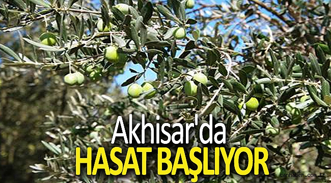 Akhisar'da hasat başlıyor