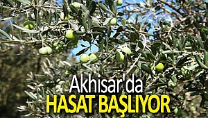 Akhisar'da hasat başlıyor