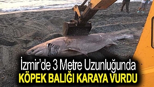 İzmir’de 3 metre uzunluğunda köpek balığı karaya vurdu