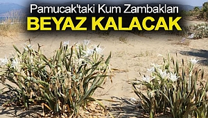 PAMUCAK'TAKİ KUM ZAMBAKLARI BEYAZ KALACAK