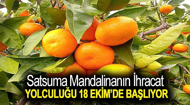 Satsuma mandalinanın ihracat yolculuğu 18 Ekim’de başlıyor