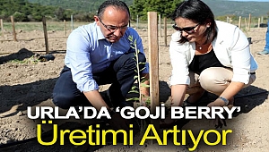 Urla’da ‘Goji Berry’ Üretimi Artıyor