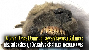 18 bin yıl önce donmuş hayvan yavrusu bulundu: Dişleri eksiksiz, tüyleri ve kirpikleri bozulmamış