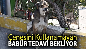 Çenesini kullanamayan Babür, tedavi bekliyor