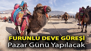 Furunlu Deve Güreşi Pazar Günü Yapılacak