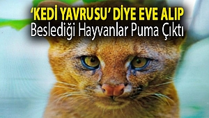 ‘Kedi yavrusu’ diye eve alıp beslediği hayvanlar puma çıktı