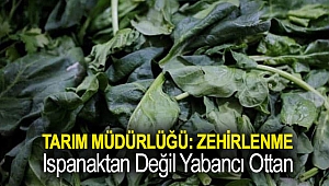 Tarım müdürlüğü: Zehirlenme ıspanaktan değil yabancı ottan