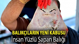Balıkçıların yeni kabusu: İnsan yüzlü sapan balığı