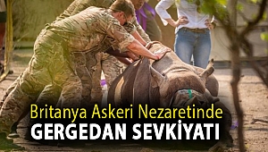 Britanya askeri nezaretinde gergedan sevkiyatı