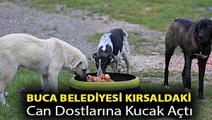 Buca Belediyesi kırsaldaki can dostlarına kucak açtı