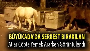 Büyükada'da serbest bırakılan atlar çöpte yemek ararken görüntülendi