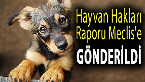 Hayvan Hakları Raporu Meclis'e Gönderildi: Terk Edene 10 Bin Lira Ceza, İşkenceye 2 Yıl Hapis İsteniyor