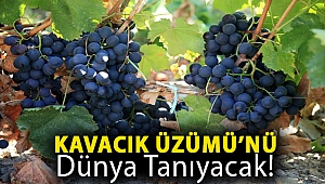 Kavacık Üzümü’nü dünya tanıyacak!