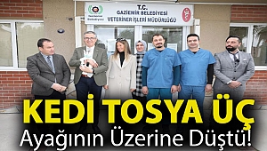 Kedi Tosya üç ayağının üzerine düştü!