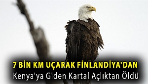7 bin km uçarak Finlandiya'dan Kenya'ya giden kartal açlıktan öldü