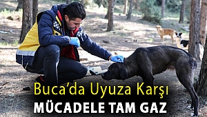 Buca’da uyuza karşı mücadele tam gaz