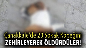 Çanakkale'de 20 sokak köpeğini zehirleyerek öldürdüler!