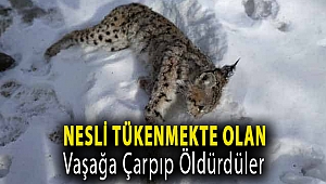 Nesli tükenmekte olan vaşağa çarpıp öldürdüler