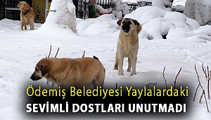 Ödemiş Belediyesi yaylalardaki sevimli dostları unutmadı