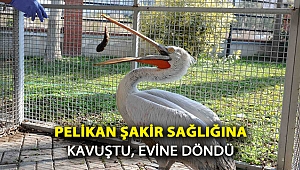 Pelikan Şakir sağlığına kavuştu, evine döndü
