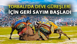 Torbalı’da deve güreşleri için geri sayım başladı