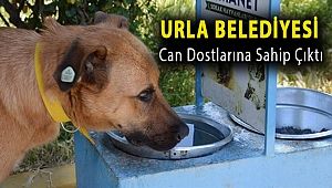 Urla Belediyesi can dostlarına sahip çıktı