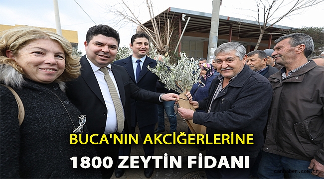 Buca’nın akciğerlerine 1800 zeytin fidanı
