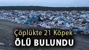 Çöplükte 21 köpek ölü bulundu