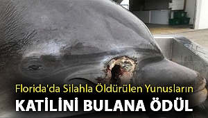 Florida'da silahla öldürülen yunusların katilini bulana ödül