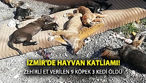 İzmir'de Hayvan Katliamı! Zehirli Et Verilen 9 Köpek ve 3 Kedi Öldü