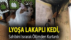 Lyoşa lakaplı kedi, sahibini ısırarak ölümden kurtardı