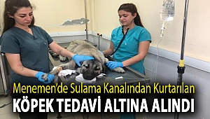 Menemen’de sulama kanalından kurtarılan köpek tedavi altına alındı