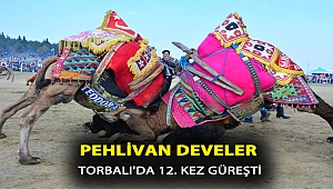 Pehlivan develer Torbalı’da 12.kez güreşti