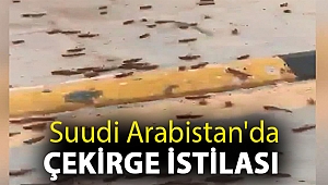 Suudi Arabistan'da çekirge istilası