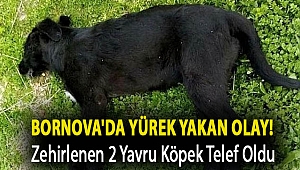 Bornova'da yürek yakan olay! Zehirlenen 2 yavru köpek telef oldu