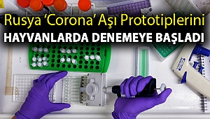 Rusya ‘corona’ aşı prototiplerini hayvanlarda denemeye başladı