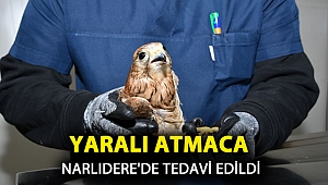 Yaralı atmaca Narlıdere'de tedavi edildi