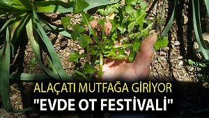 Alaçatı mutfağa giriyor