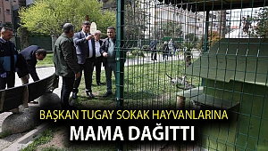 Başkan Tugay sokak hayvanlarına mama dağıttı