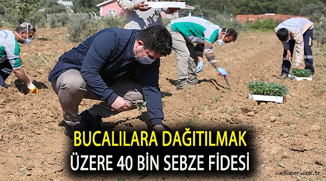 Bucalılara dağıtılmak üzere 40 bin sebze fidesi