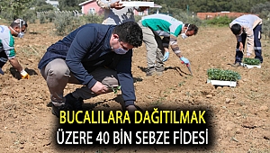 Bucalılara dağıtılmak üzere 40 bin sebze fidesi