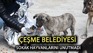 Çeşme Belediyesi sokak hayvanlarını unutmadı