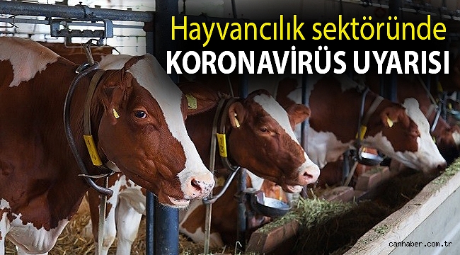 Hayvancılık sektöründe koronavirüs uyarısı