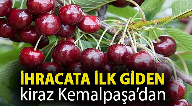 İhracata ilk giden kiraz Kemalpaşa’dan